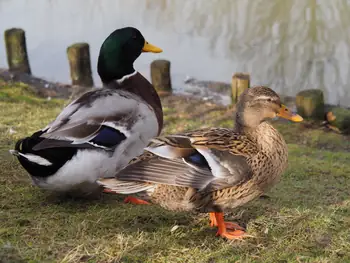 Lens Polder Petting zoo in Newport (Belgium)